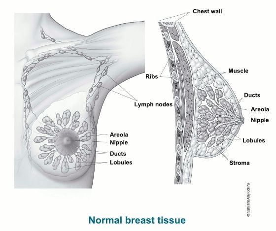 Normal Breast Tissue