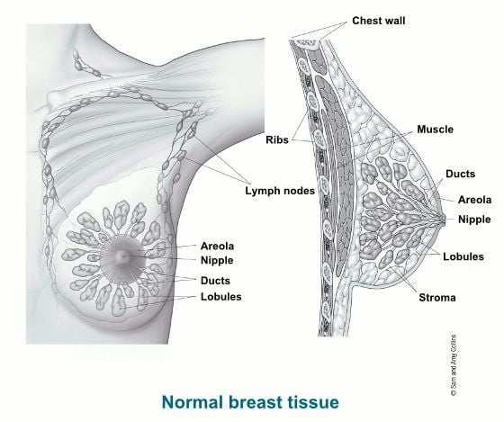 No Bra Day: a reminder to women to celebrate their breasts, get a cancer  screening and practise self-examination