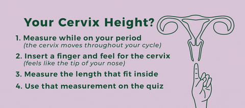 The Cervix