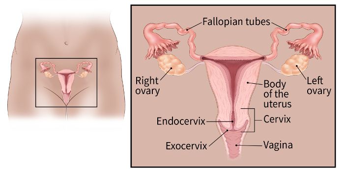 The Cervix is The Neck of The Uterus